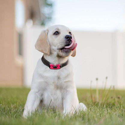 PuppyLove | Collier Anti-Aboiement Sans Douleur